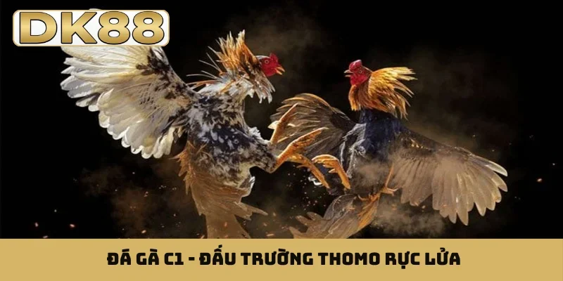 Cách chọn gà đá