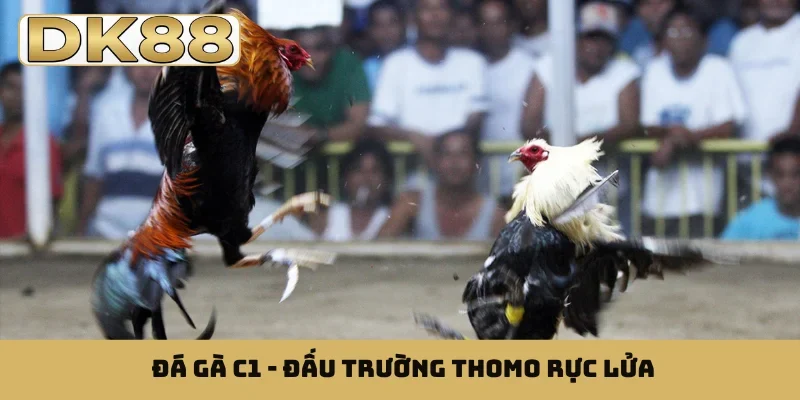 Đá gà C1