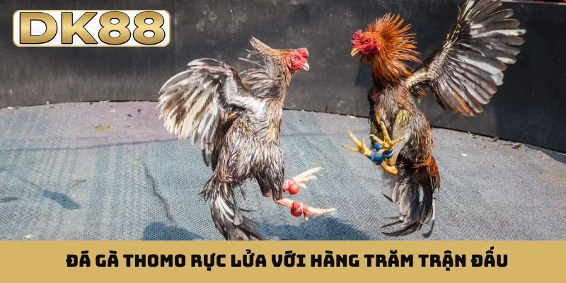 Đá gà Thomo rực lửa với hàng trăm trận đấu