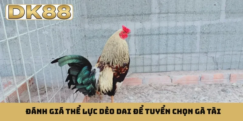 Đánh giá thể lực dẻo dai để tuyển chọn gà tài