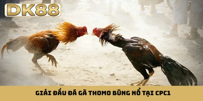 Giải đấu đá gà Thomo bùng nổ tại CPC1