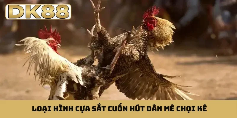 Loại hình cựa sắt cuốn hút dân mê chọi kê