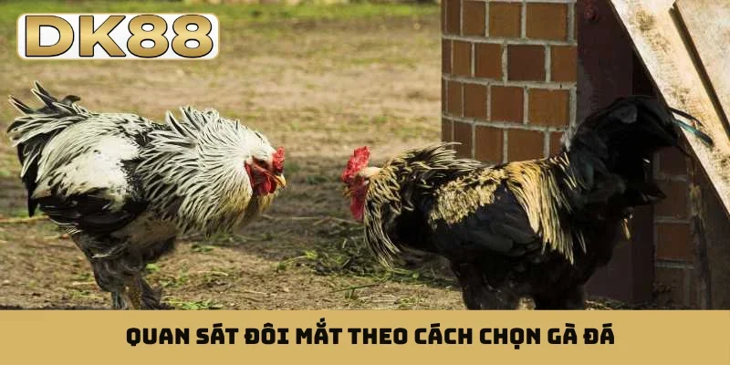 Quan sát đôi mắt theo cách chọn gà đá