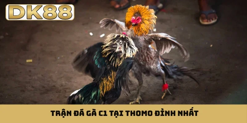 Trận đá gà C1 tại Thomo đỉnh nhất